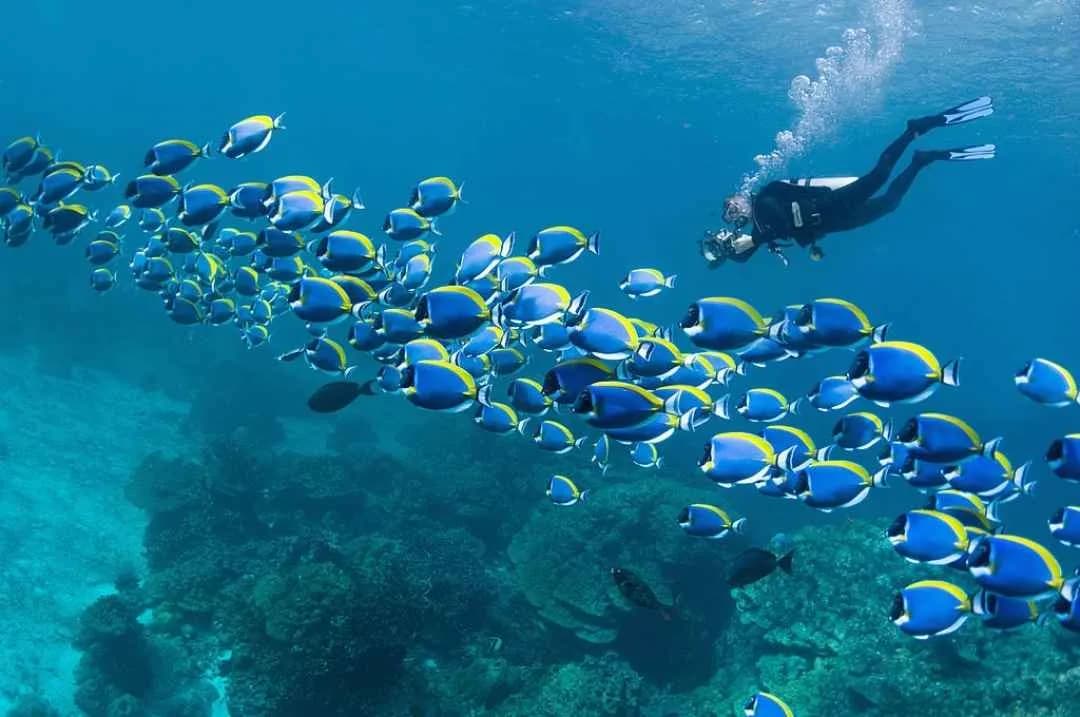 Scuba Diving
