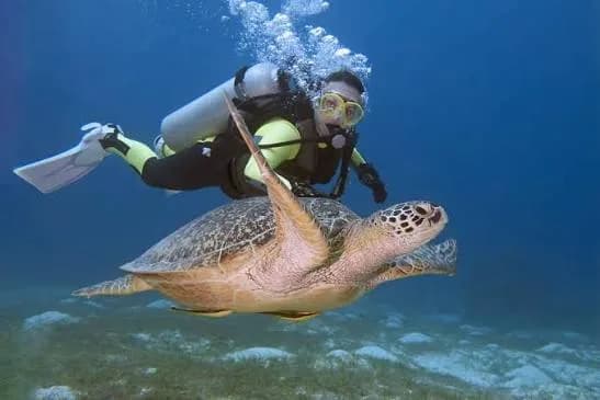 Scuba Diving
