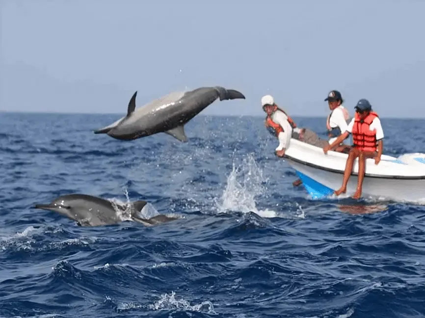 Dolphin Trip